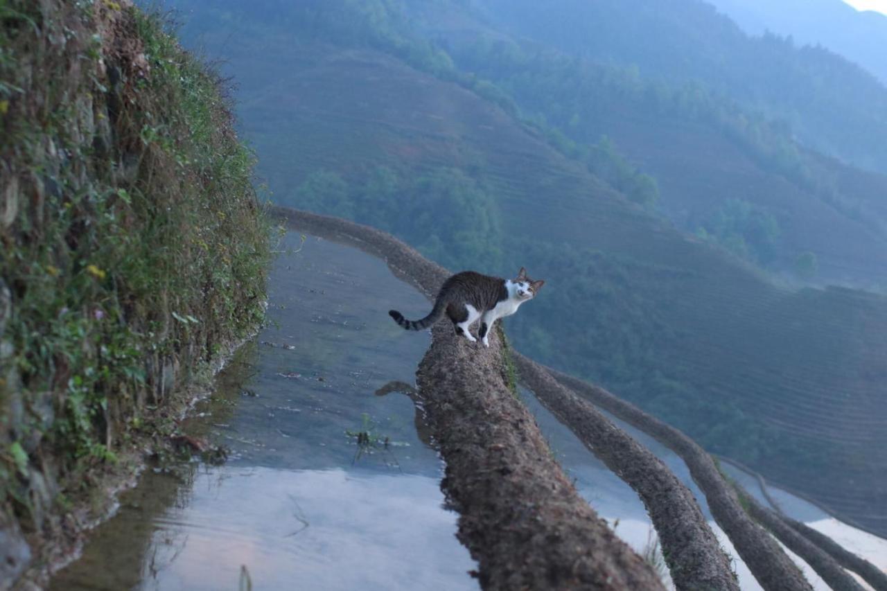 Rice View Villa Longsheng Luaran gambar